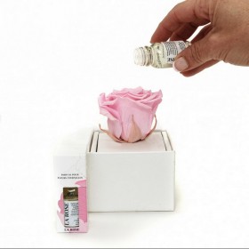 Main versant le parfum rose de jardin sur une rose stabilisée rose