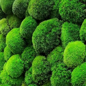 Gros plan sur les boules de mousse naturelle du mur végétal Pollmoss