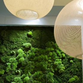 gros plan d'un Mur végétal stabilisé Féroé avec mousse boule naturels