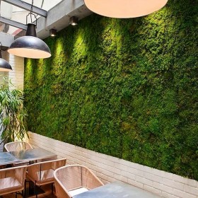 Mur végétal stabilisé de mousse plate  dans un restaurant