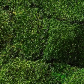 Gros plan sur la mousse naturelle du mur végétal stabilisé Provence