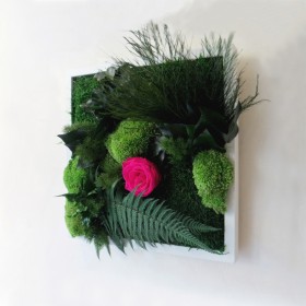 Composition vegetale carree cadre blanc en relief avec rose eternelle fuchsia