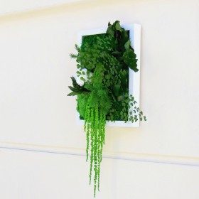 Tableau végétal stabilisé PALADA avec rose blanche, feuillages verts et végétaux retombants