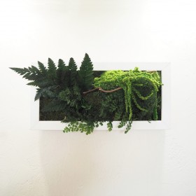 Tableau végétal stabilisé Curly Sue avec fougères retombantes