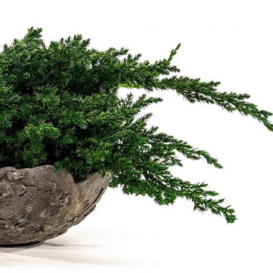 Branche de juniperus stabilisé - plante naturelle sans entretien - zéro arrosage - Deco-Vegetale