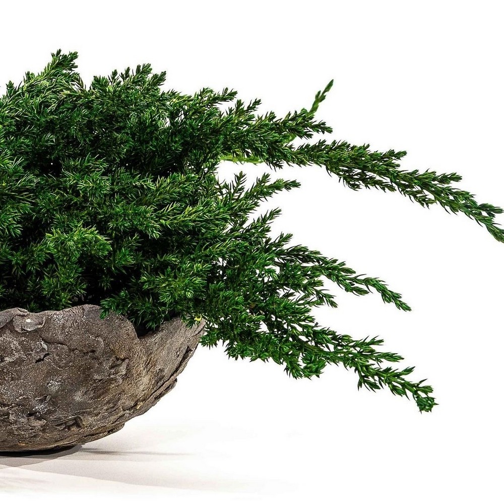 Branche de juniperus stabilisé - plante naturelle sans entretien - zéro arrosage - Deco-Vegetale