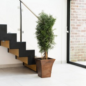 Plante stabilisée eucalyptus nicoly droit - grand format naturel stabilisé - bestseller -Deco-Vegetale