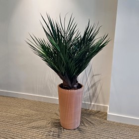 plante phoenix stabilisé