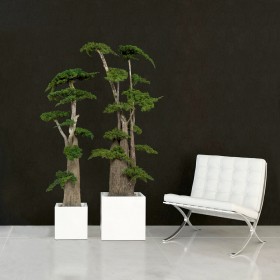 Arbre bonsaï stabilisé - plante naturelle grand format - décoration intérieure sans entretien - Deco-Vegetale