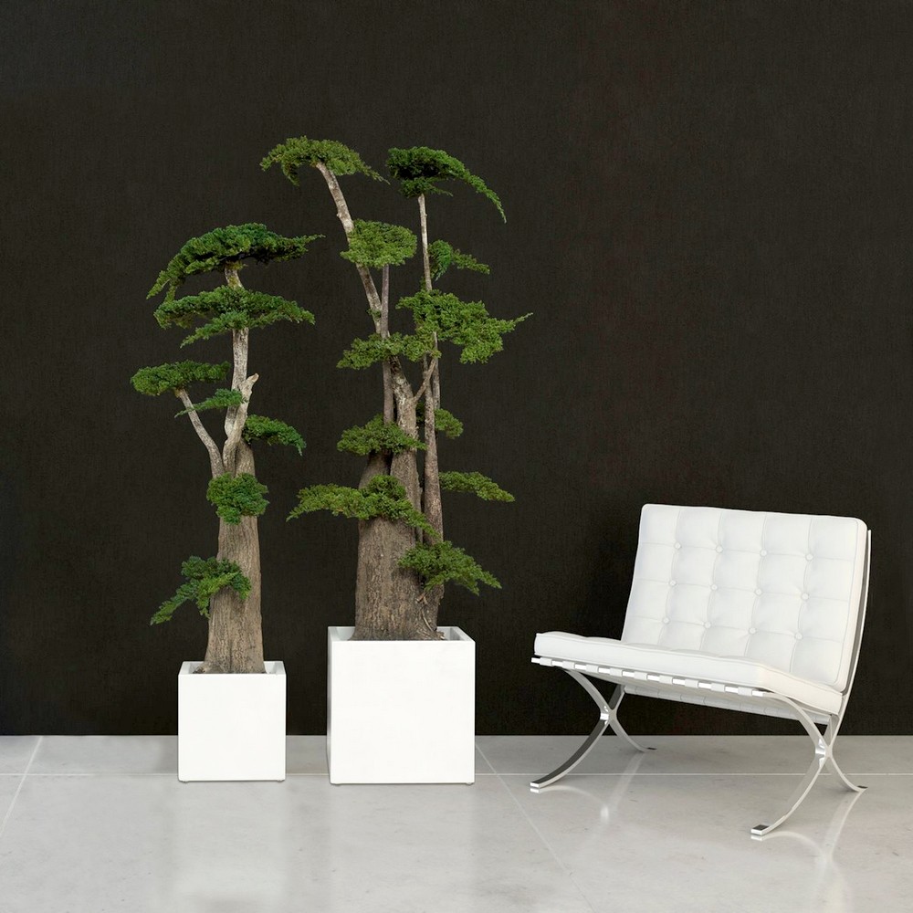 Arbre bonsaï stabilisé - plante naturelle grand format - décoration intérieure sans entretien - Deco-Vegetale