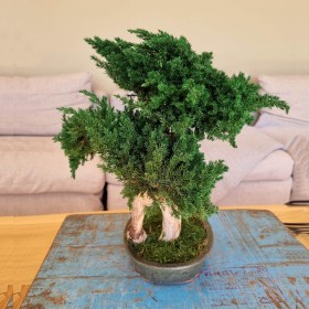 Bonsaï juniperus stabilisé YUGEN - plante naturelle stabilisée - élégance japonaise - Deco-Vegetale