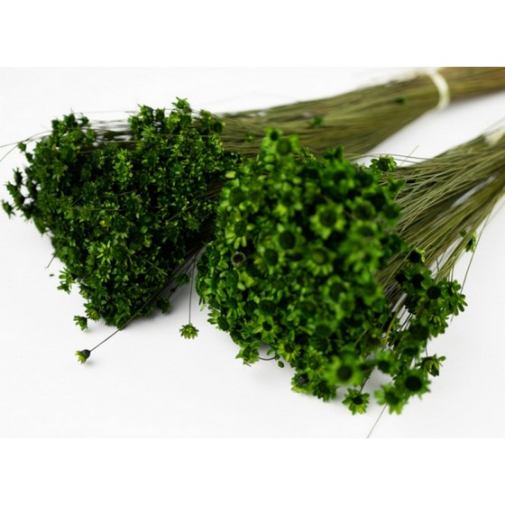 Bouquet de glixia séché vert – fleurs séchées minimalistes Deco-Vegetale