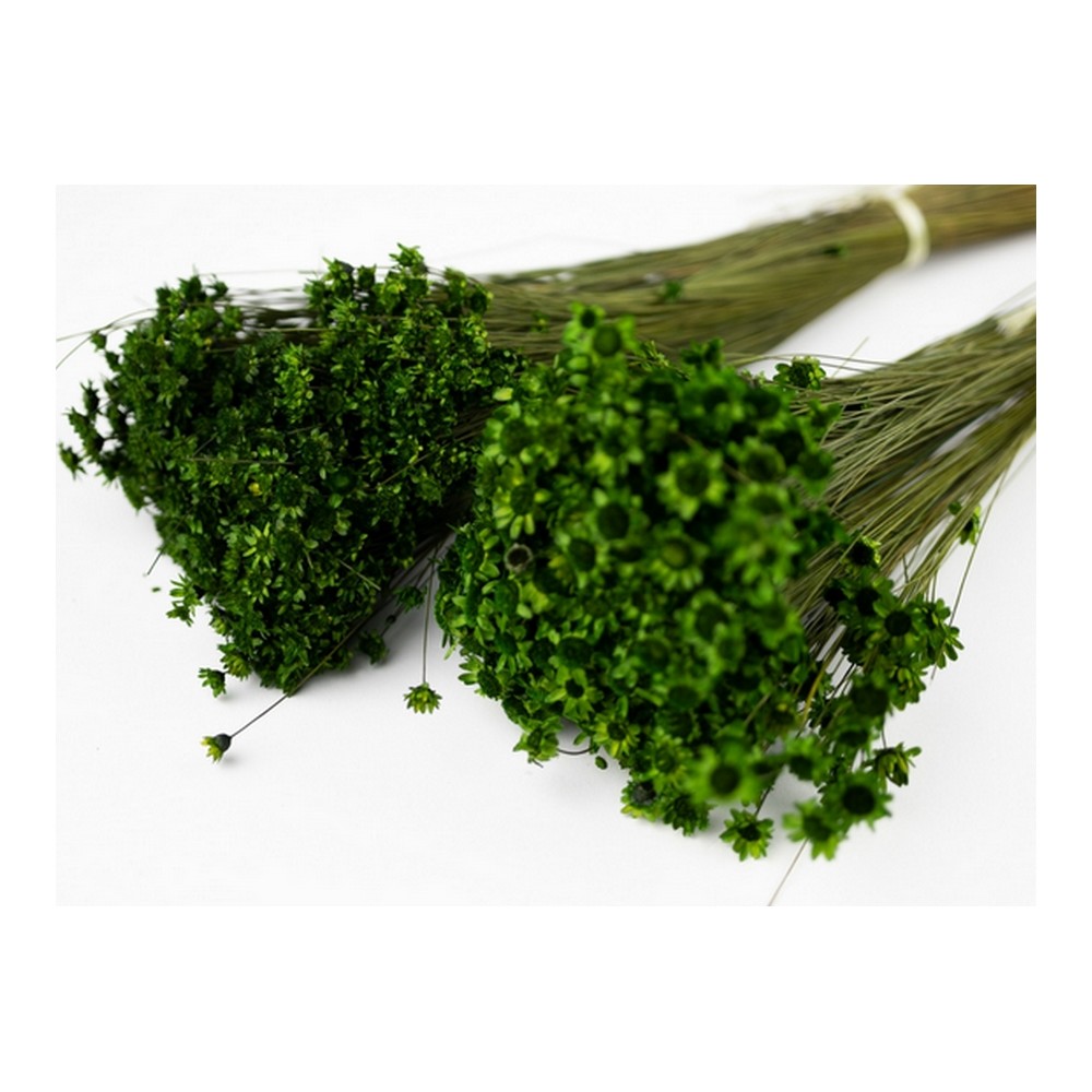 Bouquet de glixia séché vert – fleurs séchées minimalistes Deco-Vegetale