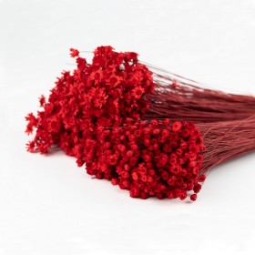 Bouquet de glixia séché rouge – fleurs séchées minimalistes Deco-Vegetale
