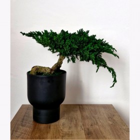 Bonsaï juniperus stabilisé KANSO - plante naturelle stabilisée - simplicité japonaise - zéro arrosage - Deco-Vegetale