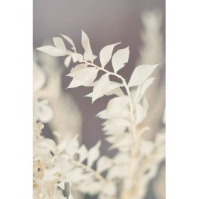feuillage stabilisé ruscus blanc