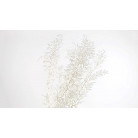 feuillage stabilisé ruscus blanc