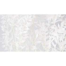 feuillage stabilisé ruscus blanc