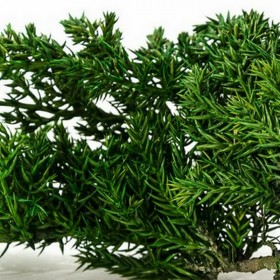 branche de juniperus stabilisé