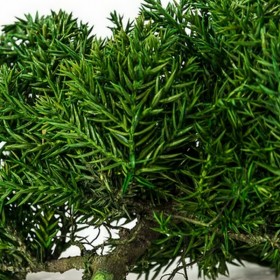 branche de juniperus stabilisé