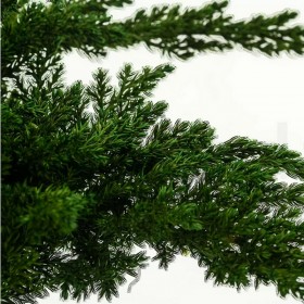 branche de juniperus stabilisé