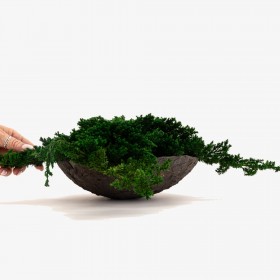 branche de juniperus stabilisé