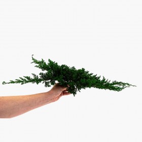 branche de juniperus stabilisé