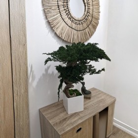 Bonsaï juniperus stabilisé DATSUSOKU - plante naturelle stabilisée - art japonais - zéro entretien - Deco-Vegetale