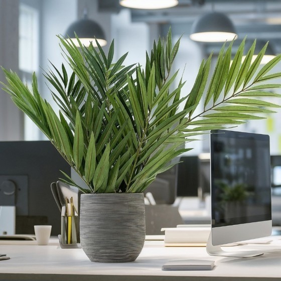 Plante palmier chamaerops en pot – feuilles palmées vertes décoration intérieur Deco-Vegetale