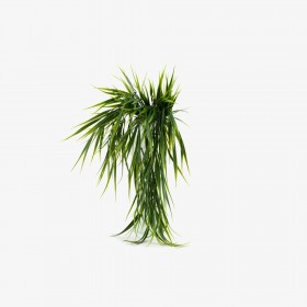 Plante chute de bambou retombante – tiges fines vertes décoration Deco-Vegetale