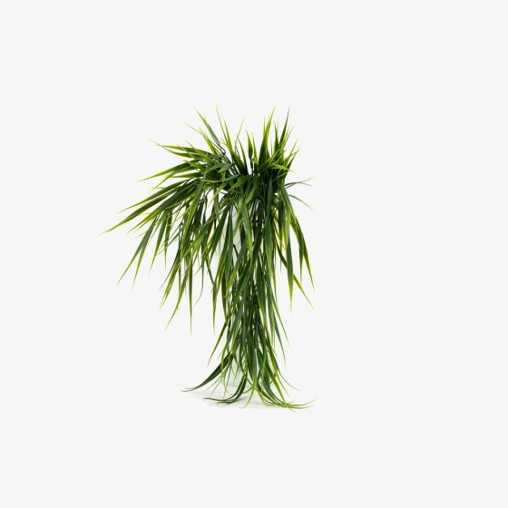 Plante chute de bambou retombante – tiges fines vertes décoration Deco-Vegetale