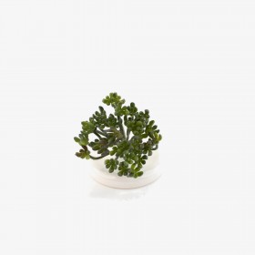 Crassula Ovata plante semi-naturelle haut de gamme sans entretien | Deco-Vegetale.com