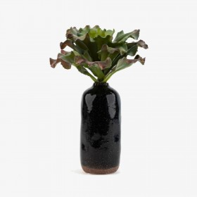 Plante echeveria curly succulente – rosette verte décoration intérieur Deco-Vegetale