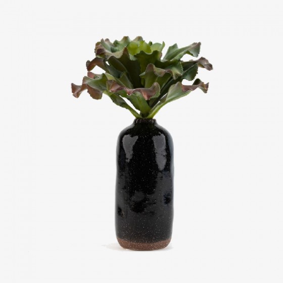 Plante echeveria curly succulente – rosette verte décoration intérieur Deco-Vegetale