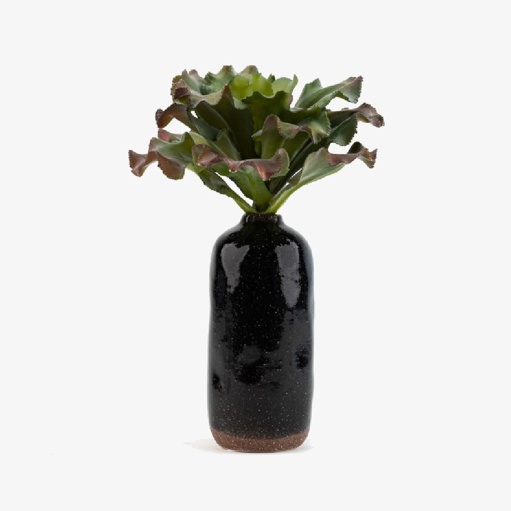 Plante echeveria curly succulente – rosette verte décoration intérieur Deco-Vegetale