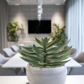 Plante agave succulente – feuilles pointues vertes décoration intérieur Deco-Vegetale