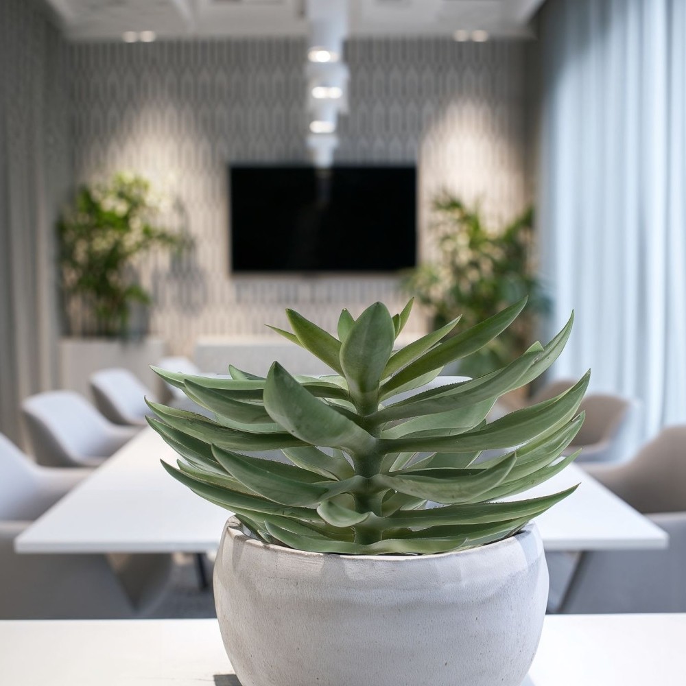 Plante agave succulente – feuilles pointues vertes décoration intérieur Deco-Vegetale