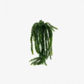 Plante chute de lycopodium retombante – feuillage fin vert décoration Deco-Vegetale