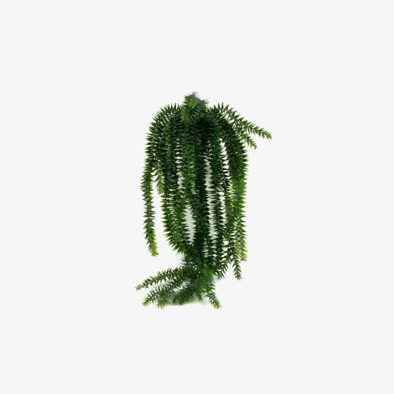 Plante chute de lycopodium retombante – feuillage fin vert décoration Deco-Vegetale