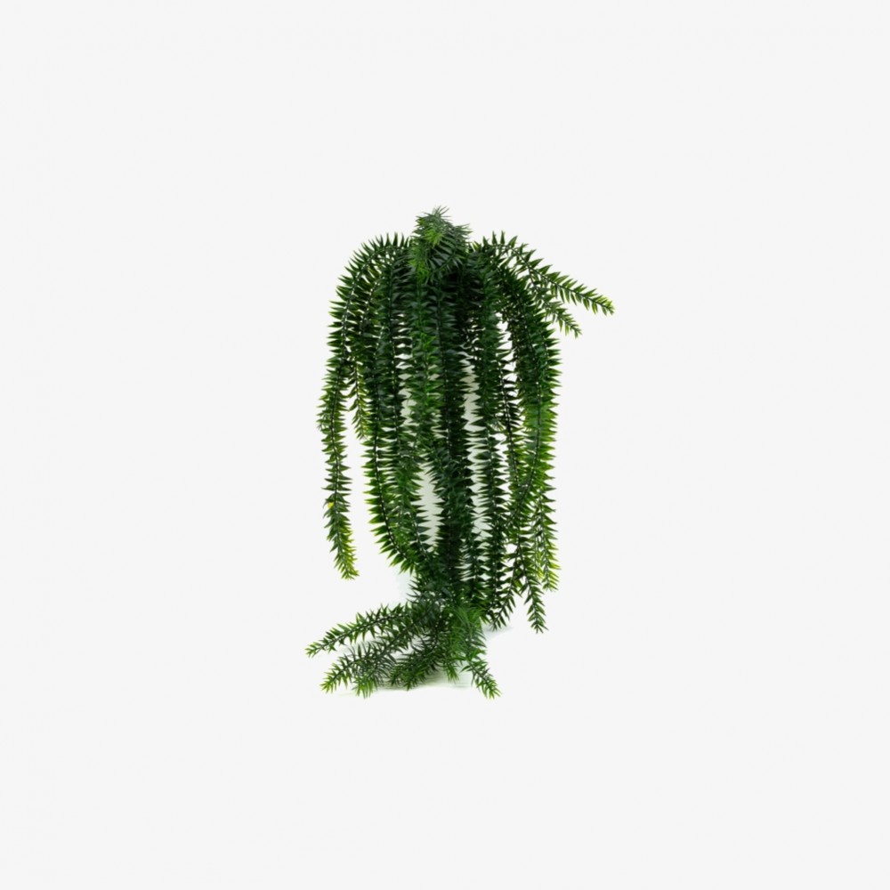 Plante chute de lycopodium retombante – feuillage fin vert décoration Deco-Vegetale