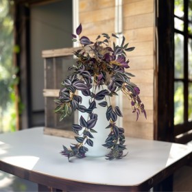Plante chute de tradescantia retombante – feuilles colorées décoration intérieur Deco-Vegetale