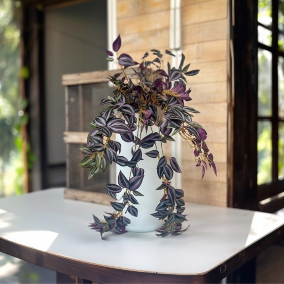 Plante chute de tradescantia retombante – feuilles colorées décoration intérieur Deco-Vegetale