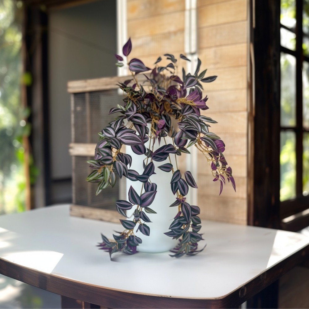 Plante chute de tradescantia retombante – feuilles colorées décoration intérieur Deco-Vegetale