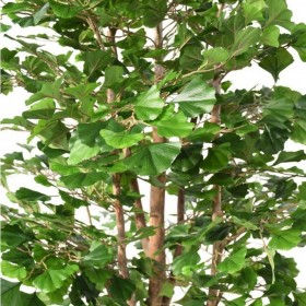 Détail du feuillage vert et dense d'un ginkgo biloba artificiel