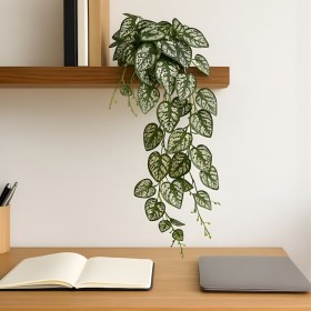 Plante chute de fittonia retombante – feuilles nervurées décoration intérieur Deco-Vegetale