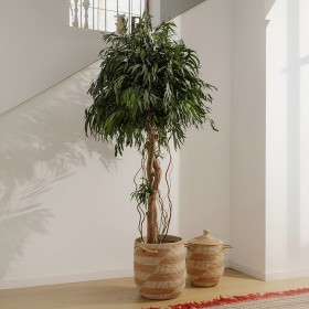 Plante stabilisée eucalyptus copa pendula - grand format naturel stabilisé - Deco-Vegetale