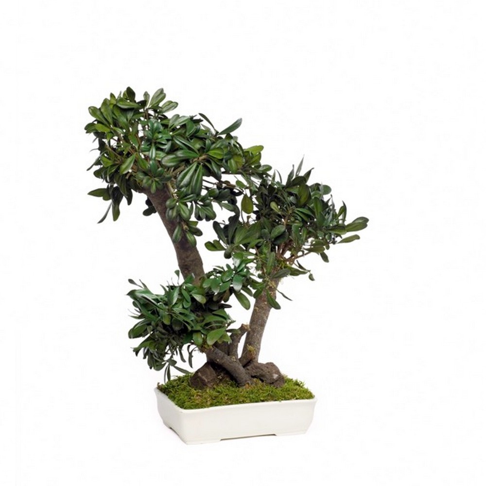 Bonsaï tobira stabilisé - plante naturelle sans entretien - décoration intérieure - Deco-Vegetale
