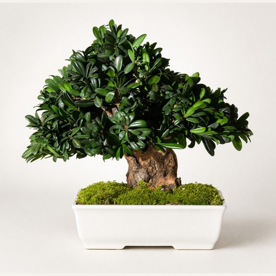 Bonsaï buis stabilisé - plante naturelle sans entretien - zéro arrosage - Deco-Vegetale