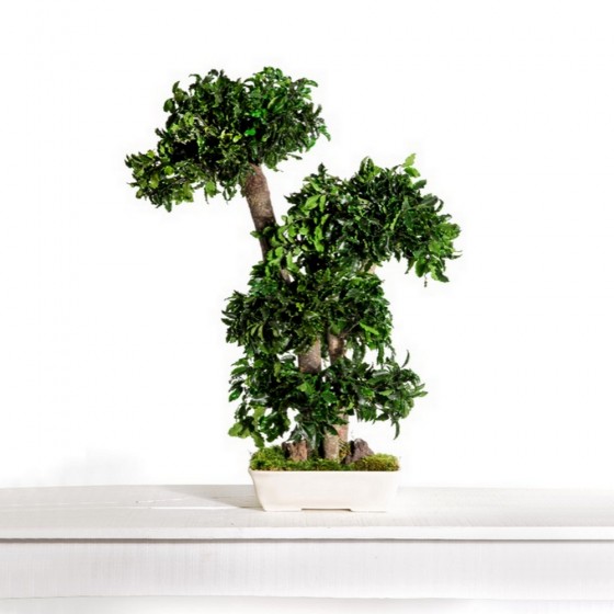 Bonsaï pittosporum stabilisé - plante naturelle sans entretien - zéro arrosage - Deco-Vegetale