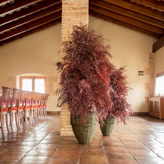 Plante stabilisée eucalyptus nicoly feuillage rouge naturel stabilisé
